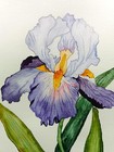 Watercolor iris, 24x32 cm;