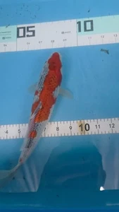 10in GOSHIKI Japanese Koi Live Imported KoiGazer - Picture 1 of 6