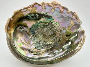 Gorgeous MASSIVE 8.50” Vintage Trophy Red Abalone Shell Haliotis Rufescent - Picture 1 of 24