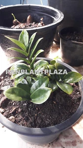 1 PLANT DWARF ZAMIOCULCAS ZAMIFOLIA ZANZIBAR GEM ZZ PLANT EMERALD PALM RARE - Picture 1 of 6