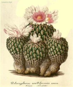 10 x Pelecyphora Normanbokea Asseliformis Cactus Seeds - Rarely Offered - Picture 1 of 2