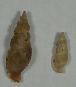 TRITONOHARPA ANTIQUATA 13-23mm BEAUTIFUL RARE SPECIMENS Aliguay Is., Philippines - Picture 1 of 2