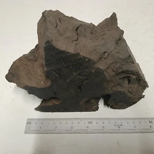 1 Stück irisches Mooreichenholz - Aquarium / Uhr - Größe relativ zum Maßstabsregel - Bild 1 von 6