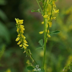 Melilotus altissimus - Thuill 50+ PCS fresh seeds, Tall yellow sweetclover seeds - Picture 1 of 7