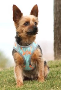 American River Choke Free Dog Harness Neon Sport Collection Aruba Blue XLarge - Picture 1 of 6