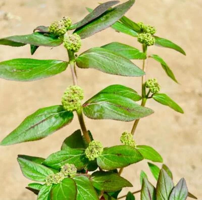 Euphorbia Hirta, Dried Asthma Plant for tea making