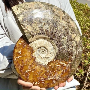 8,55LB Raro esemplare fossile di conchiglia naturale naturale del Madagascar - Foto 1 di 12