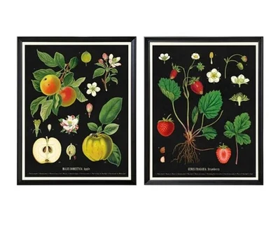Carteles de frutas botánicas estilo vintage IKEA KNOPPÄNG 16 1/4" X 20" NUEVOS (paquete de 2) Foto 1 de 4