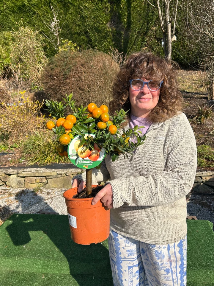 1 x Citrus Orange real fruit tree "chinotto"Myrtle leaves 50-60 cm. - Image 1 of 1