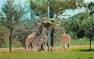Tampa Florida Busch Gardens Giraffes African Anheuser-Busch Brewery Postcard - Picture 1 of 2