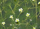 LARGE BUNCHES WATER CROWFOOT UK NATIVE POND OXYGENATING POND PLANTS WITH WEIGHTS