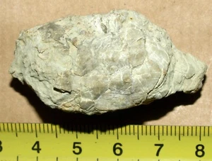 Rare Lower Paleozoic Eocrinoidea species- Heckerocrinus laevis (Hecker, 1938) - Picture 1 of 11