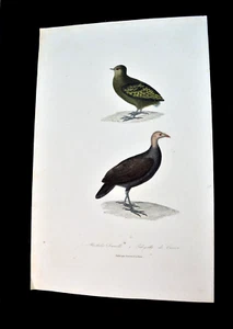 1850er DRUCK DER AUSTRALISCHEN BUSCH TÜRKEI UND URVILLE EISENBAHN (AUSGESTORBEN) PARIS DRUCK - Bild 1 von 7
