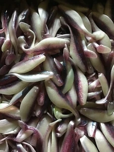 4” Shads, Swimbait, Paddle Tail ,Umbrella Rigs, Grape/Pearl (25) - Picture 1 of 4