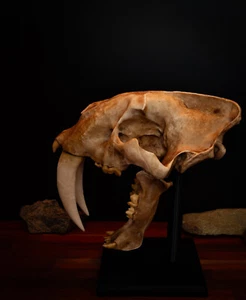 Réplica de calavera de gato diente de sable (tamaño completo) incluye base de exhibición - Entrega GRATUITA - Imagen 1 de 7