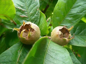 Mispel Mespilus germanica Pflanze 35-40cm echte Mispel Asperl Mispelche Dürgen - Bild 1 von 2