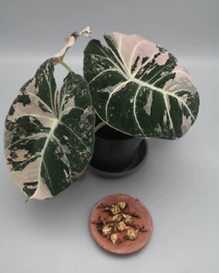 Alocasia Black Velvet Pink Variegata Rhizome - Bild 1 von 4
