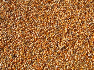 Feed Corn Whole Kernels Wildlife Birds Sprouting Growing Many Sizes USA Grown - Picture 1 of 5