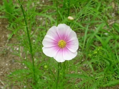 SEEDVILLE USA 150 DAYDREAM COSMOS Bipinnatus Flower Seeds