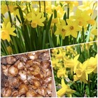 Daffodil bulbs 10 Tete a Tete narcissus spring flowering bulbs garden plants