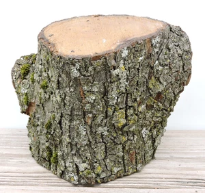 Trozo de tronco de madera de pera de 6" talla artesanías borde vivo entrepierna 4 1/2 ~ 5" D - Imagen 1 de 16