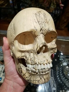 Skull Carved Wooden Sculpture Realistic Wood Bone Antler Carving - Picture 1 of 9