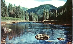 Alaska 49th State TROUT STREAM c1969 - Postal - Imagen 1 de 2