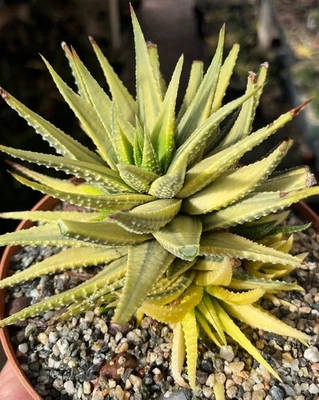 Planta de cactus suculenta grande súper abigarrada Haworthia attenuata Foto 1 de 4