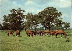 Pferde Pferd Horse Horses DDR Postkarte vom Planet Verlag ungelaufen Postcard - Bild 1 von 2