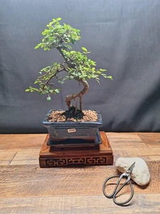 S shape Chinese elm bonsai trees with blue glazed 15cm pot ,plate and secateurs - Picture 1 of 53