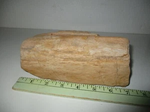Petrified Wood (4 lbs - 8 oz, 7 inch x 3 6/8th inch x 2 4/8th inch ) - Picture 1 of 6