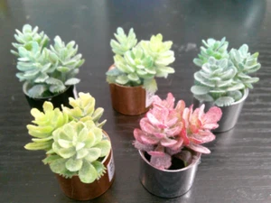 5 NEW dollhouse size mini succulent potted plants garden flowers landscape decor - Picture 1 of 2
