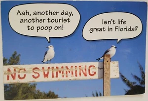 Gabbiani marini cacca sui turisti Florida cartolina d'epoca 4x6 cromata spedita - Foto 1 di 2