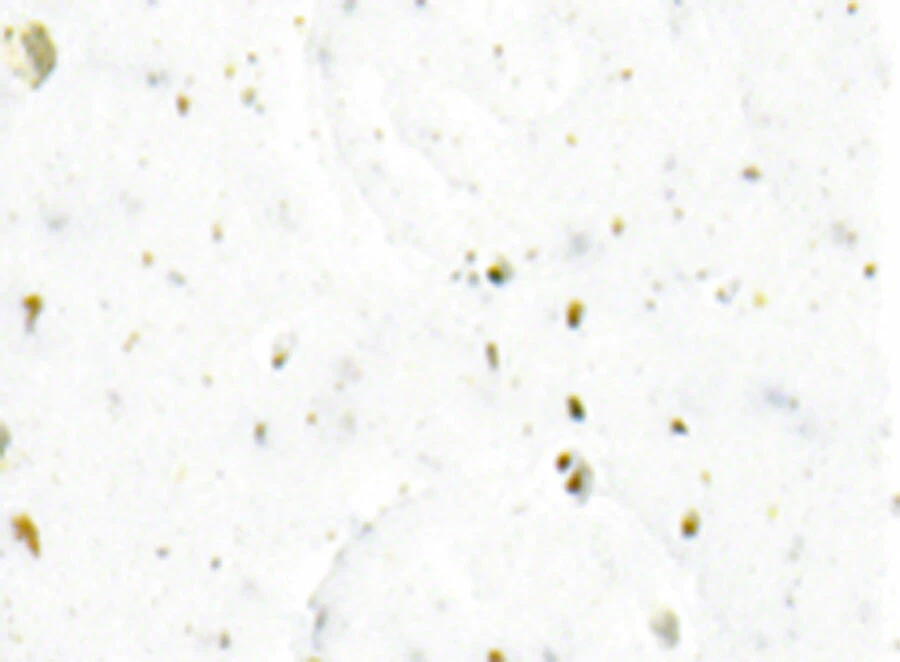 Cinelli Cork Ribbon Handlebar Tape - White - Image 1 of 1