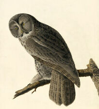 Oil painting lovely and cute animals bird great-owl-John James Audubon on canvas