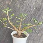 2-3Cm Height 10Cm Senna Meridionalis Caudex Succulent Live Plant Seeding Growth