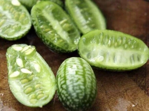 10 SAMEN CUCAMELON MEXIKANISCHE GURKE MELOTHRIA SCABRA + GRATIS - Bild 1 von 1