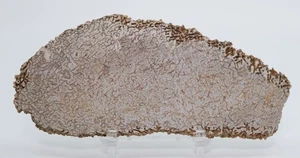 Dinosauro fossile agatizzato lastra ossea non lucidata 5,36" Kem Kem Marocco COA 7101 - Foto 1 di 6