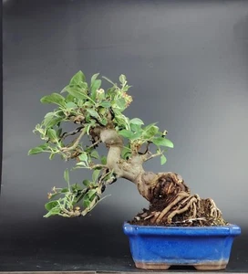 Bonsai di Melo Giapponese - Kaido. 16 Anni 27 Cm Nebari 8 Cm Crabapple Holzapfel - Foto 1 di 2