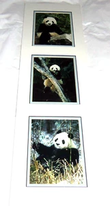 Impresiones de oso panda gigante Mark J Thomas listo enmarcado fotógrafo publicado - Imagen 1 de 4