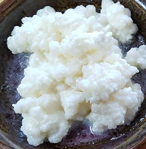 1 Tbs. (20g) Organic Milk Kefir Grains Live Starter Culture High Quality. - Picture 1 of 8