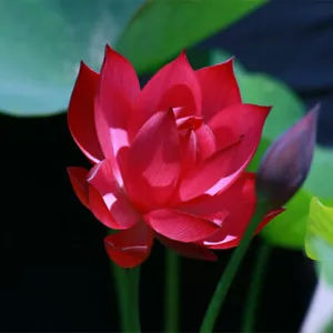 20PCS Red Lotus Flower Seeds Gorgeous Nelumbo Aquatic Plants - Picture 1 of 4