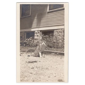 Early 1900s Photograph of a Cat on Gravel - Outdoor Family Pet Portrait - Picture 1 of 2