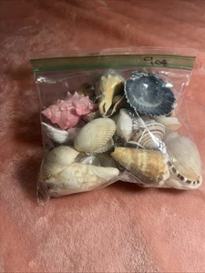 9 Oz +Assorted Mixed Seashells Sea Shells Many Sizes US Seller FREE Shipping A21 - Picture 1 of 5