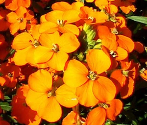 WALLFLOWER SIBERIAN Cheiranthus Allionii - 500 Seeds - Picture 1 of 1
