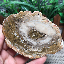 150g Beautiful Polished Petrified Wood  Crystal Slice Madagascar Pt208