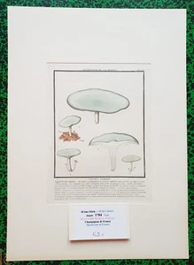 XVIII ème - P Bulliard - Champignon de la France - Superbe Gravure n°176 - 1784 - Picture 1 of 1