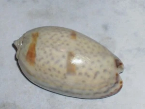 WONDERFUL BICINGULATE BULBOUS OLIVE - Picture 1 of 2