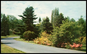 Tacoma, Wash, Point Defiance Park, Flowers and Trees, Chrome Postcard - Picture 1 of 2