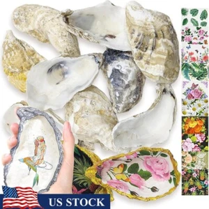 12PCS Extra Large Natural Oyster Shells W/ 10 Napkin Decoupage Craft Decor New - Picture 1 of 8